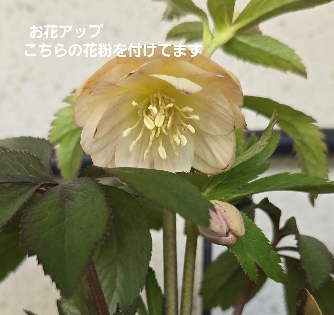 な*ず様 クリスマスロース株分け(大木ナーサリー フジタ交配) - メルカリ