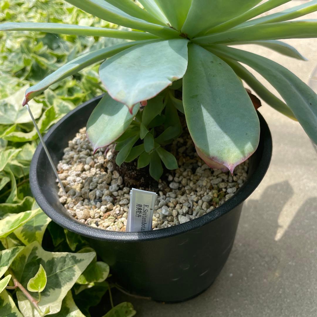 エケベリア 青典牡丹 昨年の自然仔吹きのカキ仔 多肉植物 - メルカリ