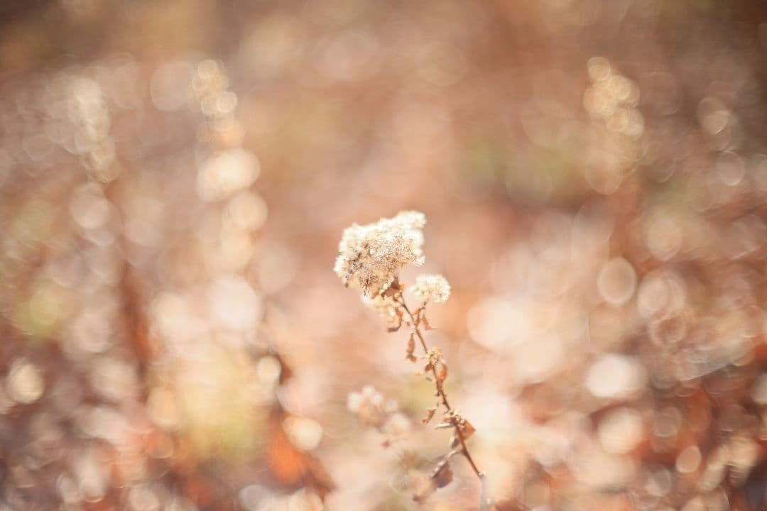 《希少》CANON FL 55mm F1.2 【光学美品】