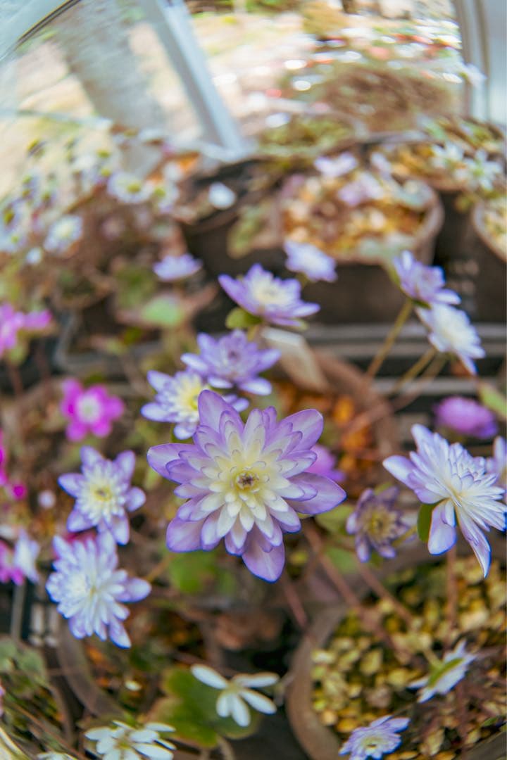 ジ*拳様 【作例あり】SAMYANG 7.5mm F3.5 マイクロフォーサーズ