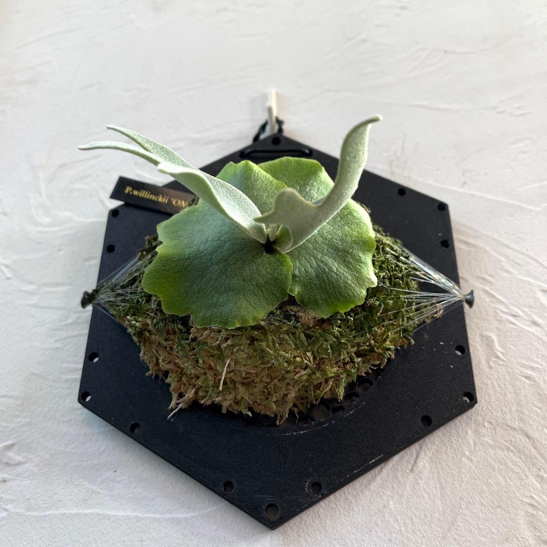 ビカクシダ ウィリンキー OMG 板付 ビカクシダ OMG ウィリンキー