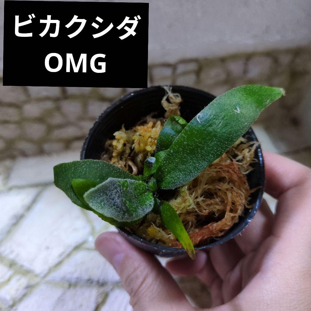 速達ビカクシダ P.Willinckii 'OMG' spore ② - メルカリ