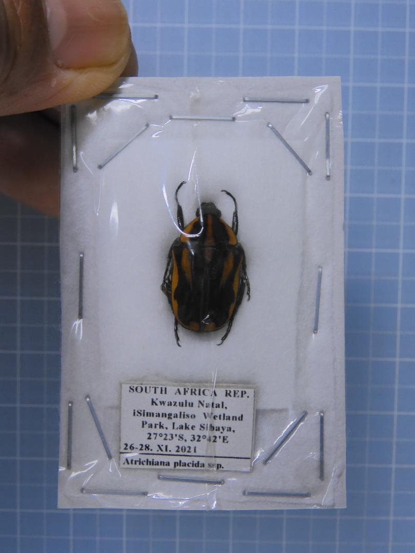 マレーシア産 最大種のタマムシ 74mm