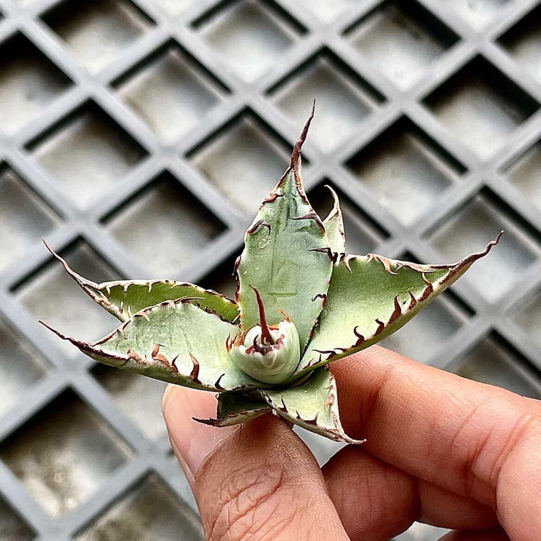 台湾直輸入❕ハイブリッドアガベ 妖炎×武蔵厳龍 - メルカリ