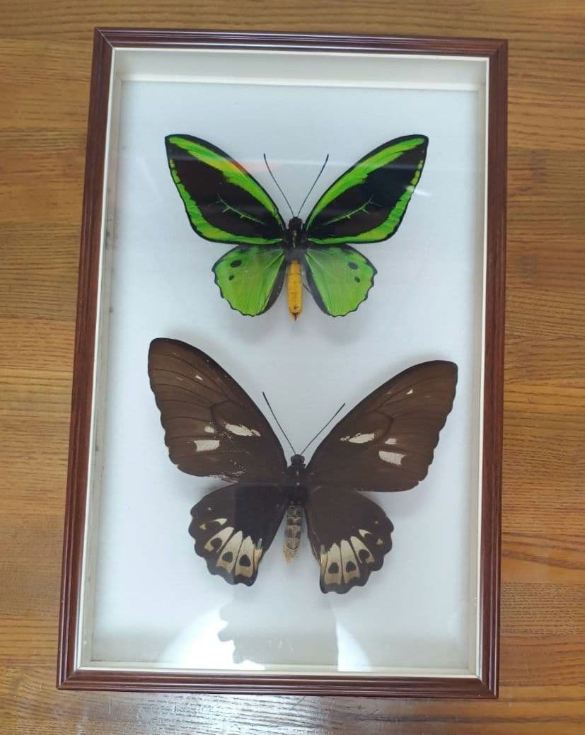 メガネトリバネアゲハ　大型標本 メガネトリバネアゲハ , 蝶の標本 販売・通販のNatureShop|モルフォや