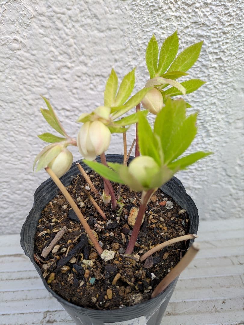 クリスマスローズ ダブル ホワイトフラッシュ 株分け苗 〈加藤農園