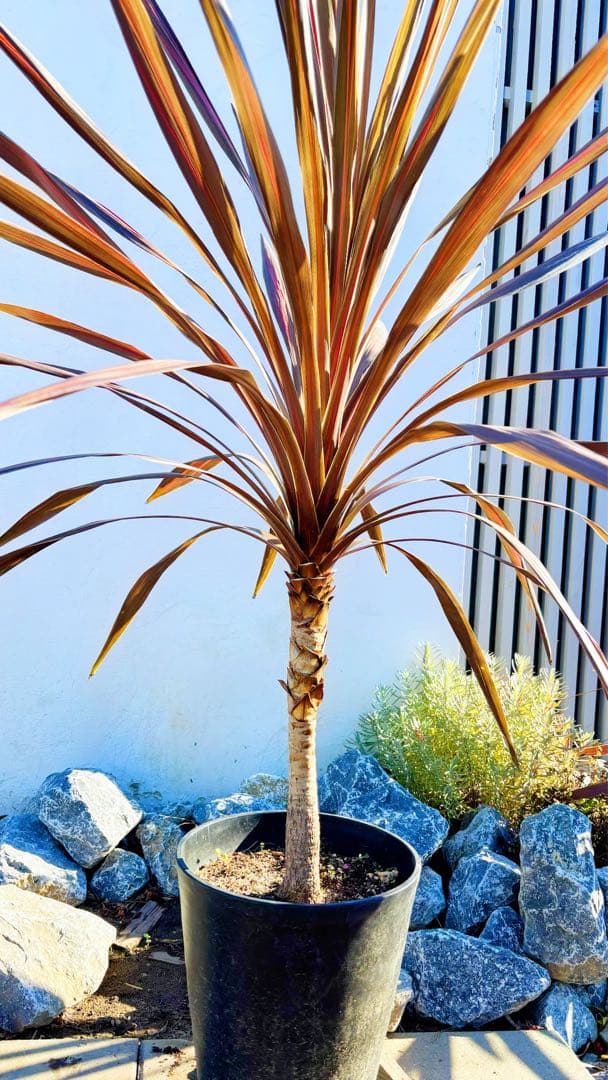 超大株！コルジリネ コーヒークラシック1.5M(鉢底から)期間限定セール