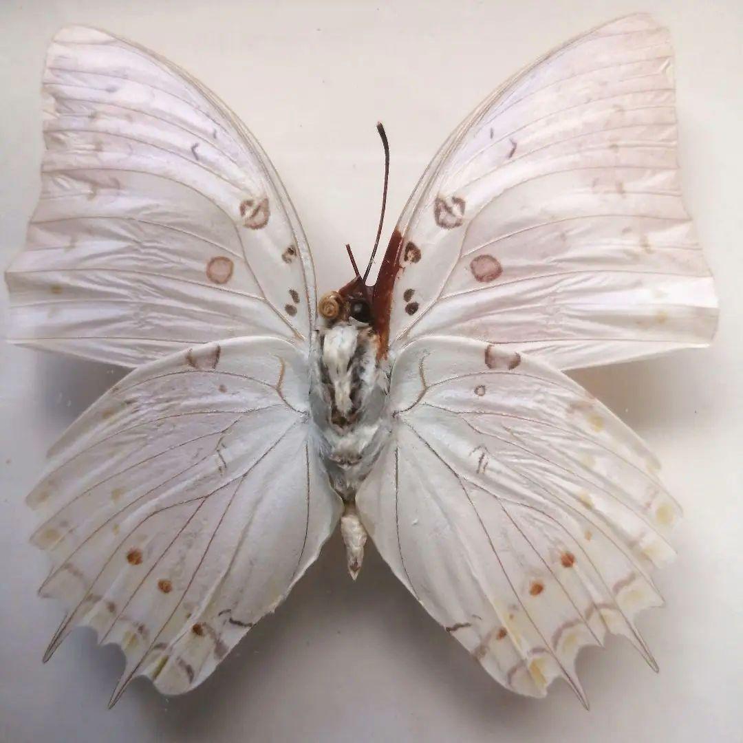 ホウセキフタオチョウ Polyura delphis concha 蝶 標本 - メルカリ