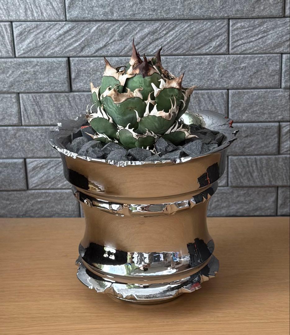 ちーやん アガベ チタノタ レッドキャットウィーズル 発根済【ゴル猫・丸型 アガベ チタノタ レッドキャットウィーズル 