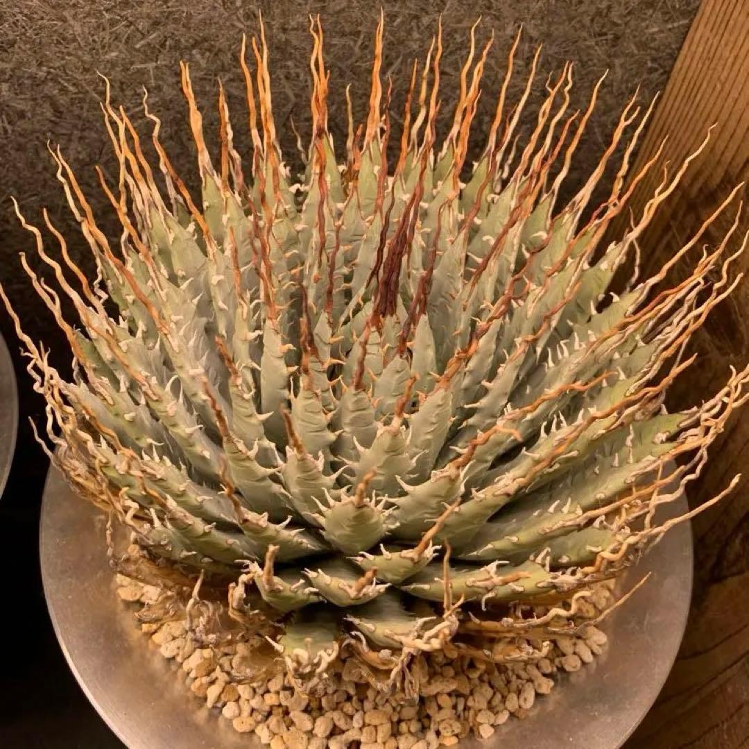 アガベ ユタエンシス エボリスピナ 発根済み M&Mアルミ鉢【Mサイズ