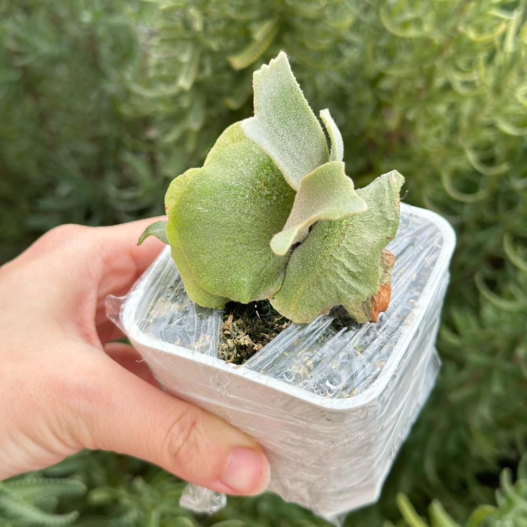 P.Willinckii Tiara spore 01 - メルカリ