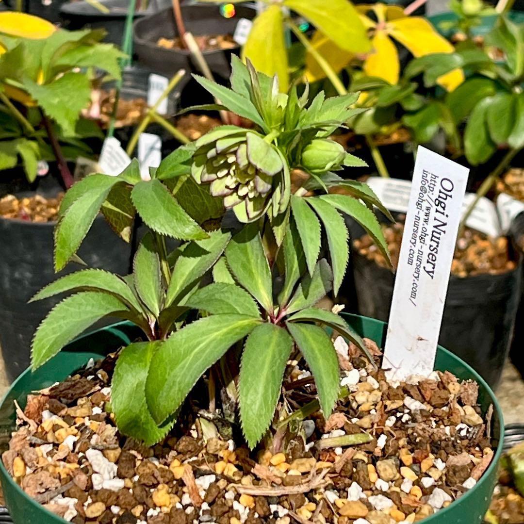 の*ん様 ☘️蕾付き☘️3333⭐️超小輪⭐️ダークピコ⭐️コンパクト⭐️トルカ