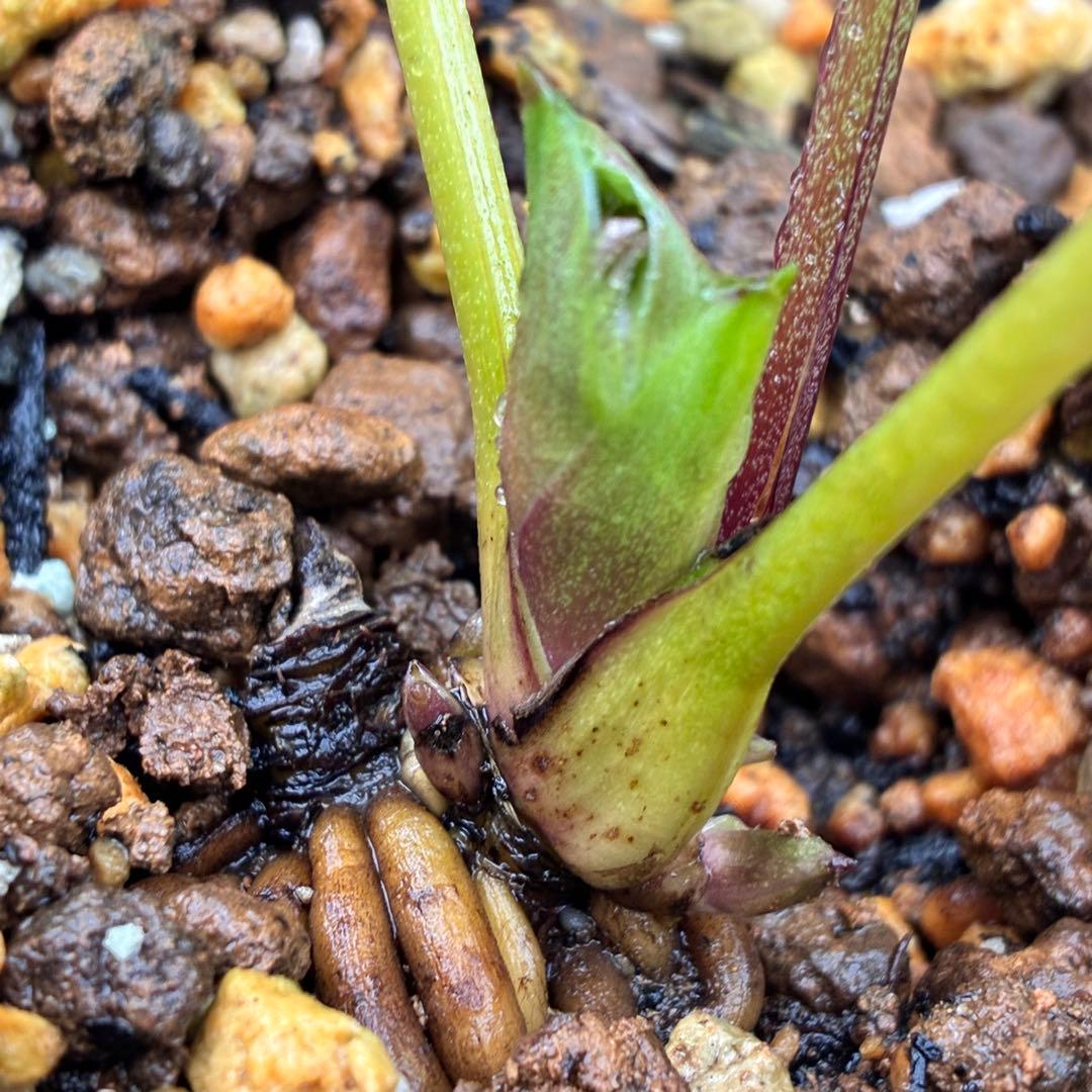 の*ん様 ☘️蕾付き☘️3333⭐️超小輪⭐️ダークピコ⭐️コンパクト⭐️トルカ