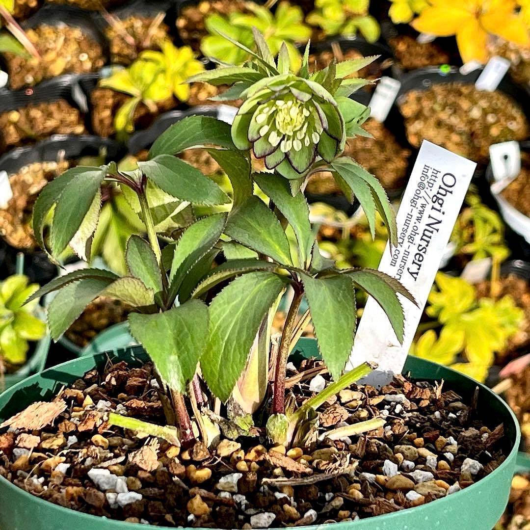 の*ん様 ☘️蕾付き☘️3333⭐️超小輪⭐️ダークピコ⭐️コンパクト⭐️トルカ