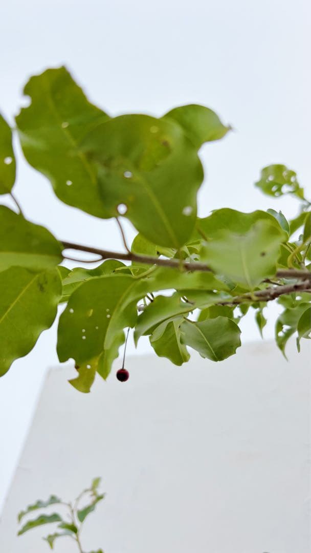 希少。山採りソヨゴ雌株2.6M(鉢底から)