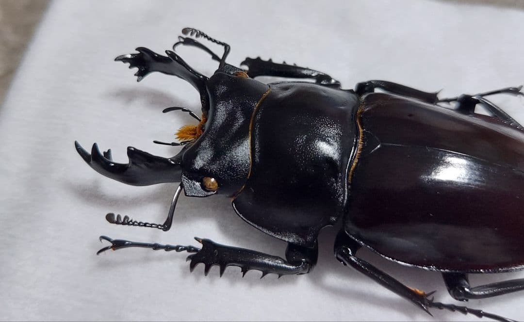 ヤエヤママルバネ　WF1　65mup