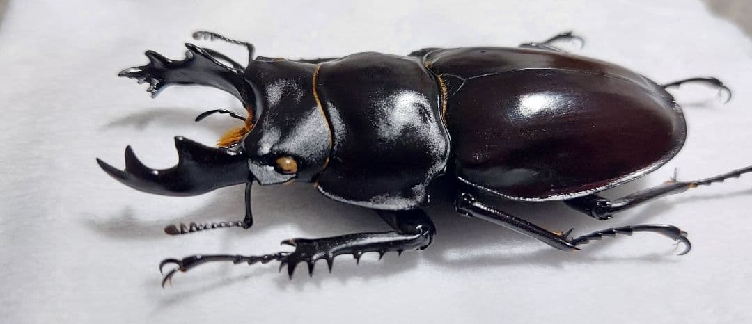 ヤエヤママルバネ　WF1　65mup