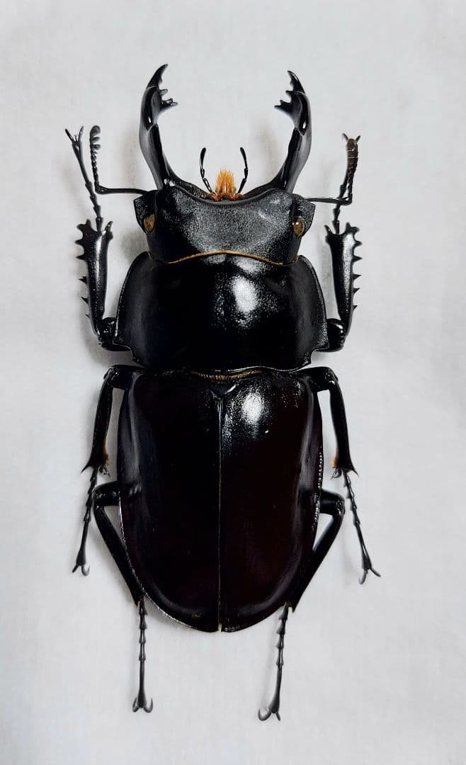 ヤエヤママルバネ　WF1　65mup