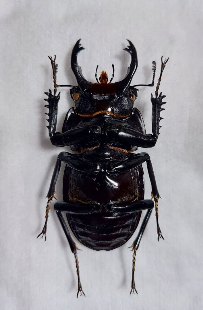 ヤエヤママルバネ　WF1　65mup