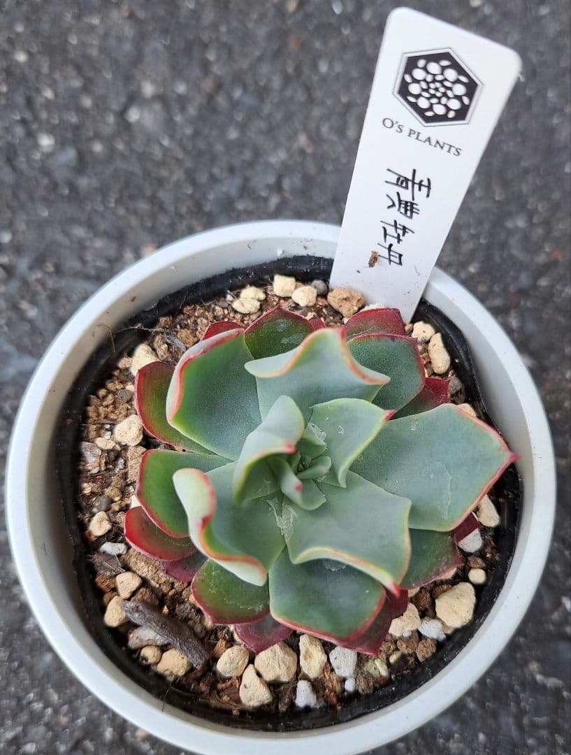 オーズプランツ 青典牡丹 札付き 鉢ごと - メルカリ