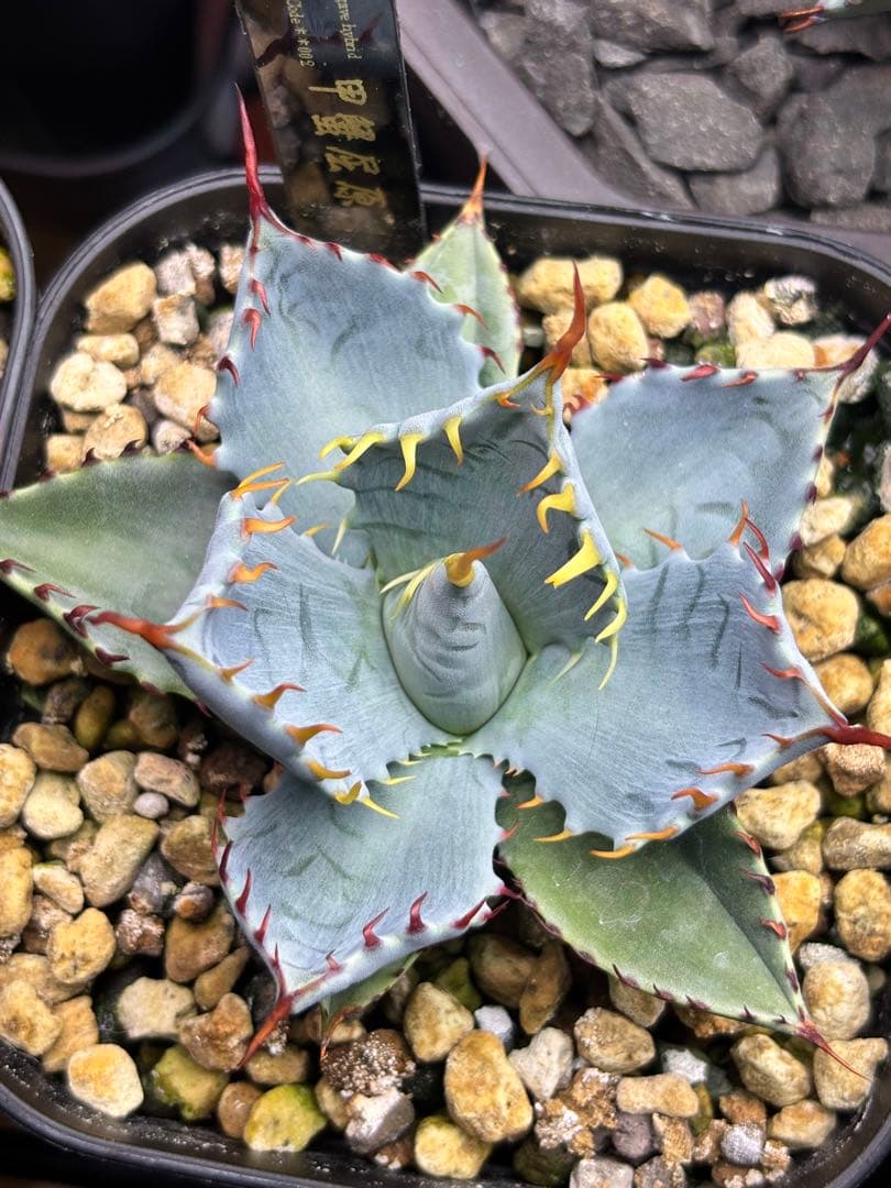 s*e様 アガベ 甲蟹屈原 子株 発根済 特白 青葉 陽炎 狂刺 連刺 ハイブリ