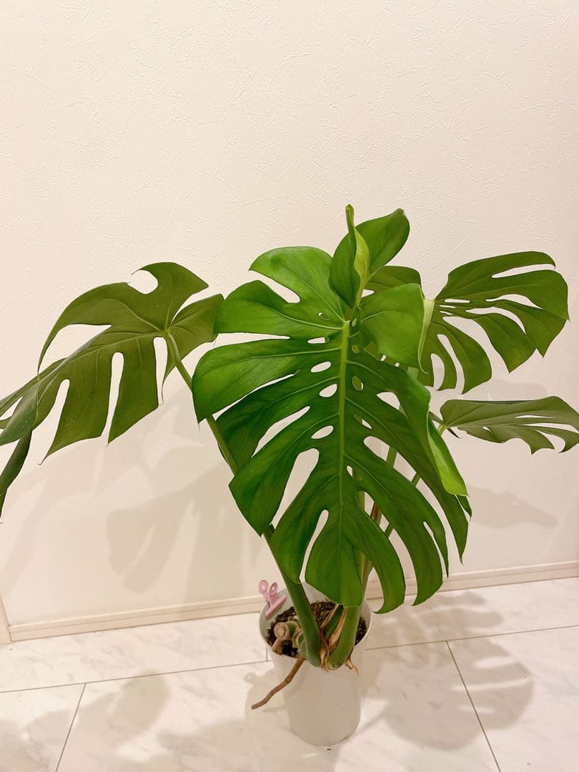 モンステラ 根上がり 幹立ち デリシオーサ 6号 - メルカリ