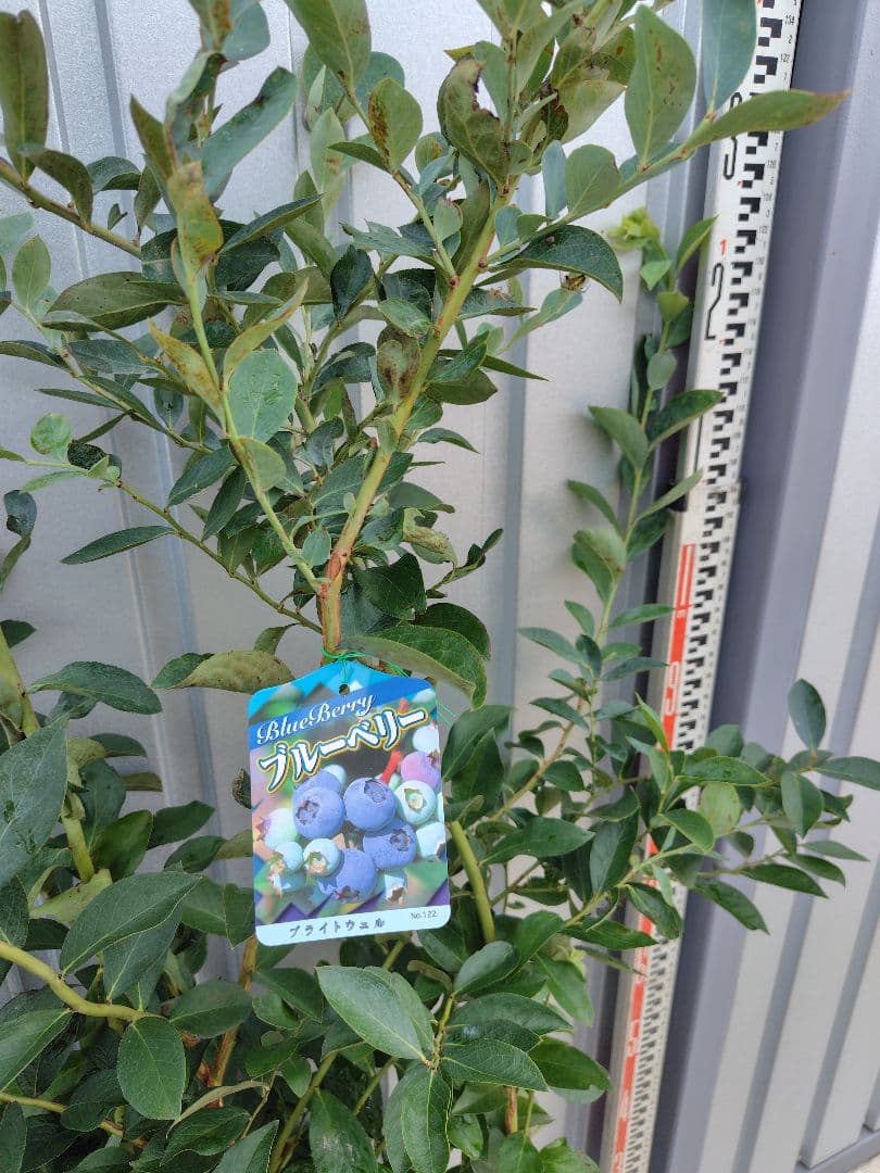ブルーベリー苗 ブライトウェル大苗 - メルカリ