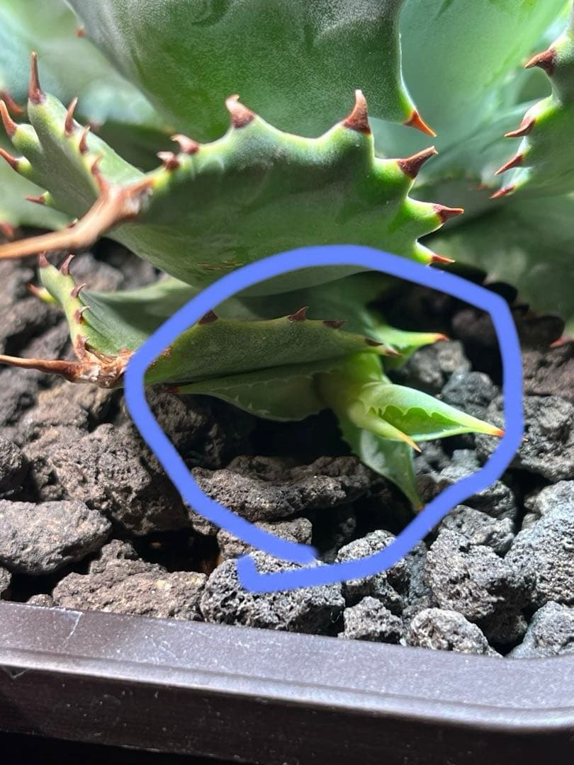 アガベ ハイブリッド CJ plants産 甲蟹交種曲刺特選2