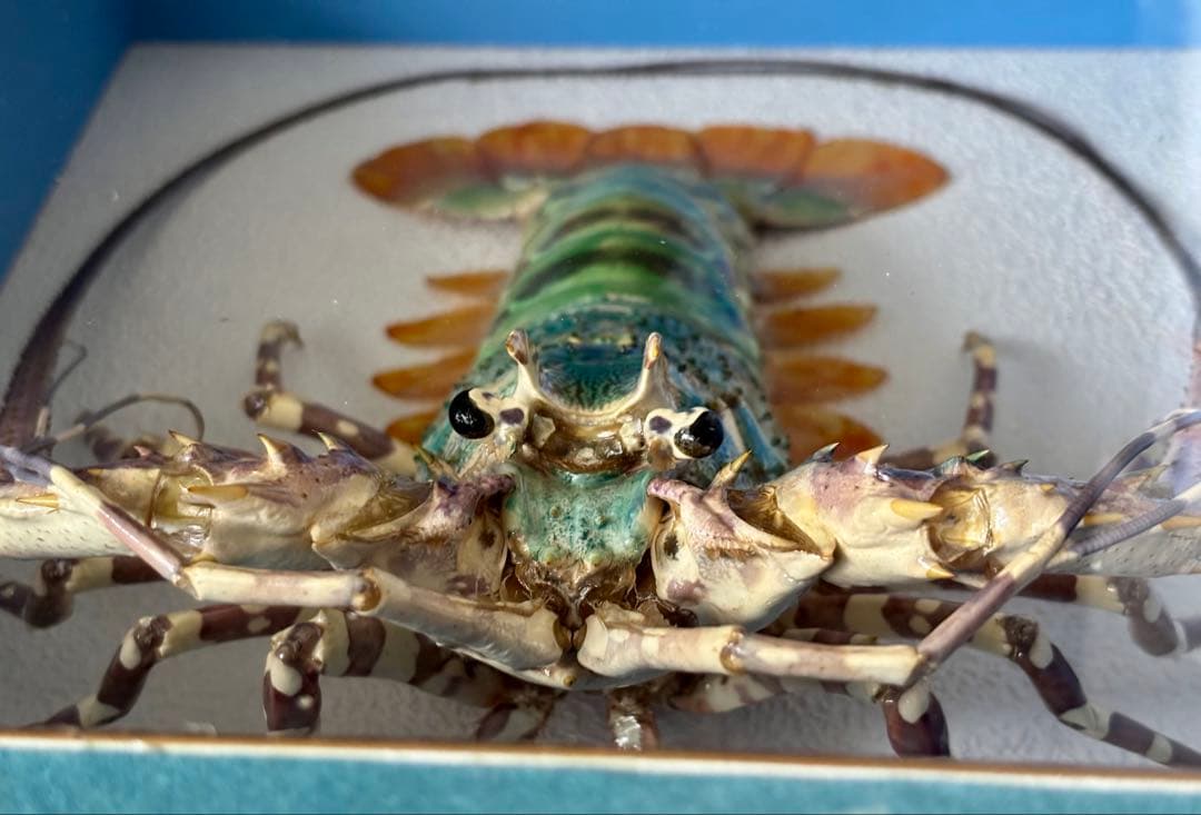 額装標本 ニシキエビ 錦海老 伊勢海老 えび 剥製 - メルカリ