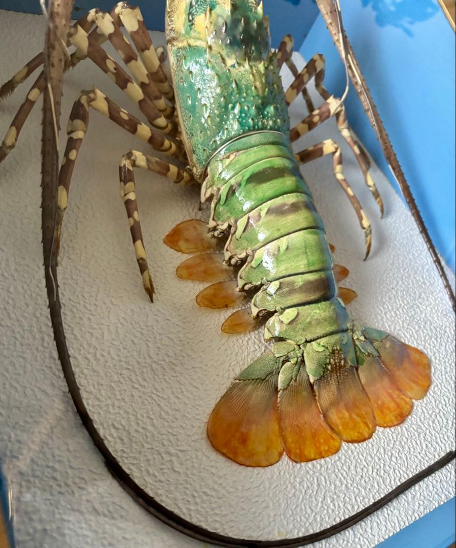 額装標本 ニシキエビ 錦海老 伊勢海老 えび 剥製 - メルカリ