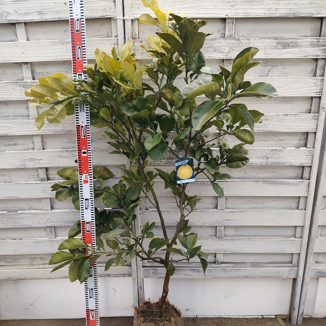 ドットさま専用 他の方は買えません