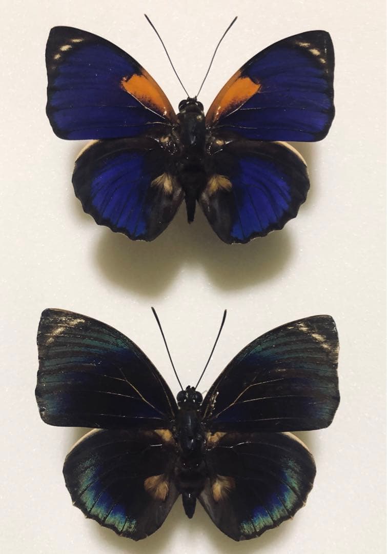 蝶標本 アグリアス2種セット 2 - メルカリ