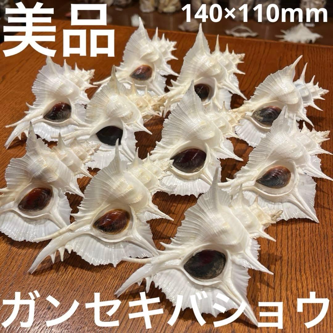 海*貝様 【最終在庫】　美品　東シナ海産　蓋付き　ガンセキバショウ　10点セット 安定した楽しさとSTの期待感にこだわった“極”バランス！「PA海物語 極