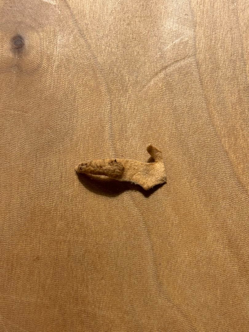 jenny comolebi 血統 胞子 ビカクシダ コウモリラン