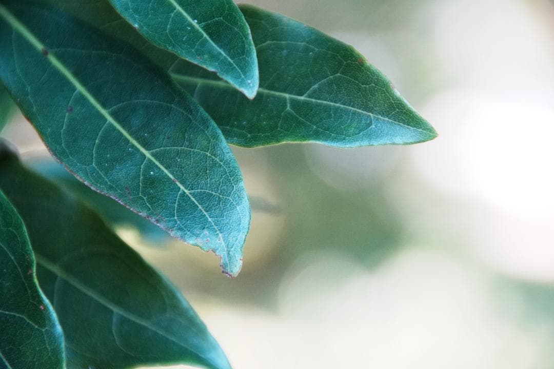 レンズ(ズーム) Nikon AF-S Nikkor 18-200mm F3.5-5.6 G ED