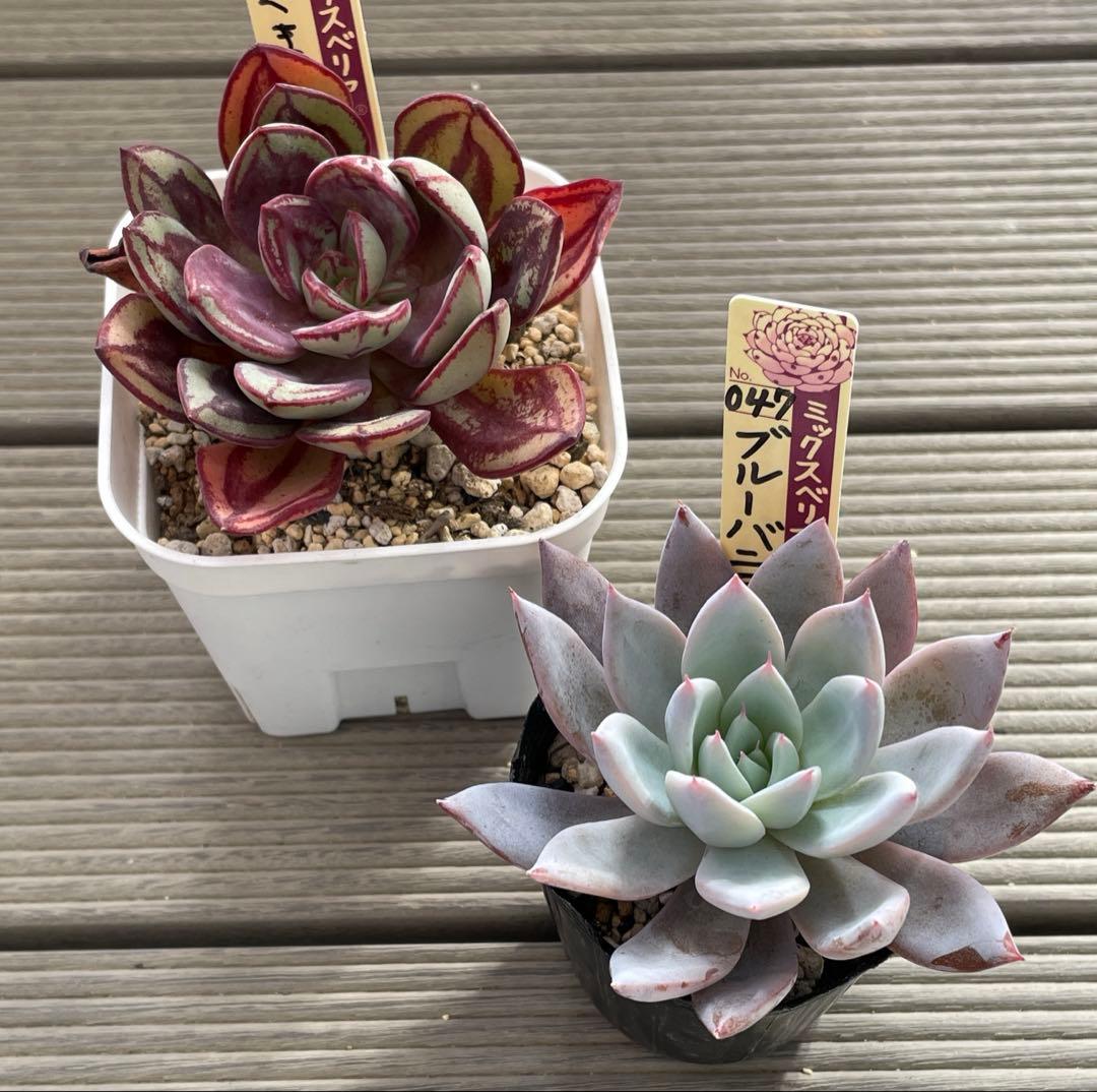 くまどり ブルーバニラ 札付き ミックスベリア 多肉植物 - メルカリ