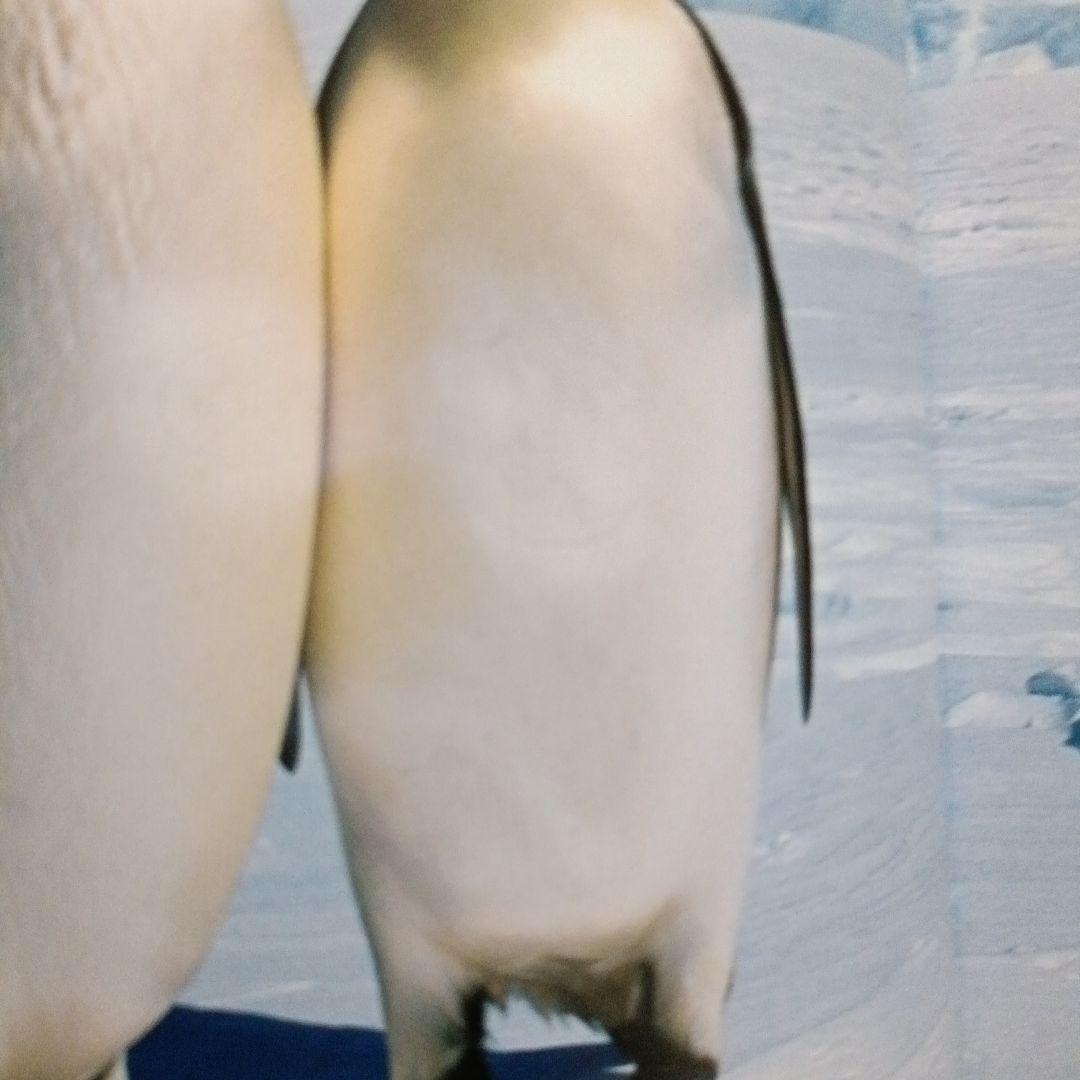 ビッグサイエンス キンダーブックしぜん こどものくに ペンギンさんの