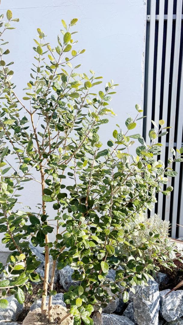 超逸品。フェイジョア株立ち1.6M(鉢底から)品番A - 常緑樹本当に 安い 通販
