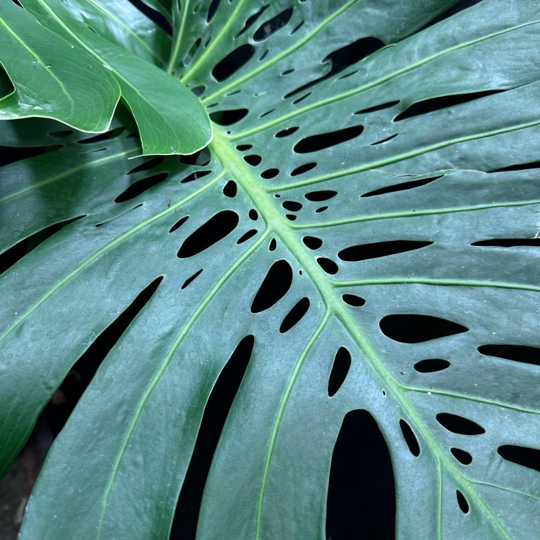 モンステラデリシオーサマクロコズム超希少系統鉢植え77㎝ - メルカリ