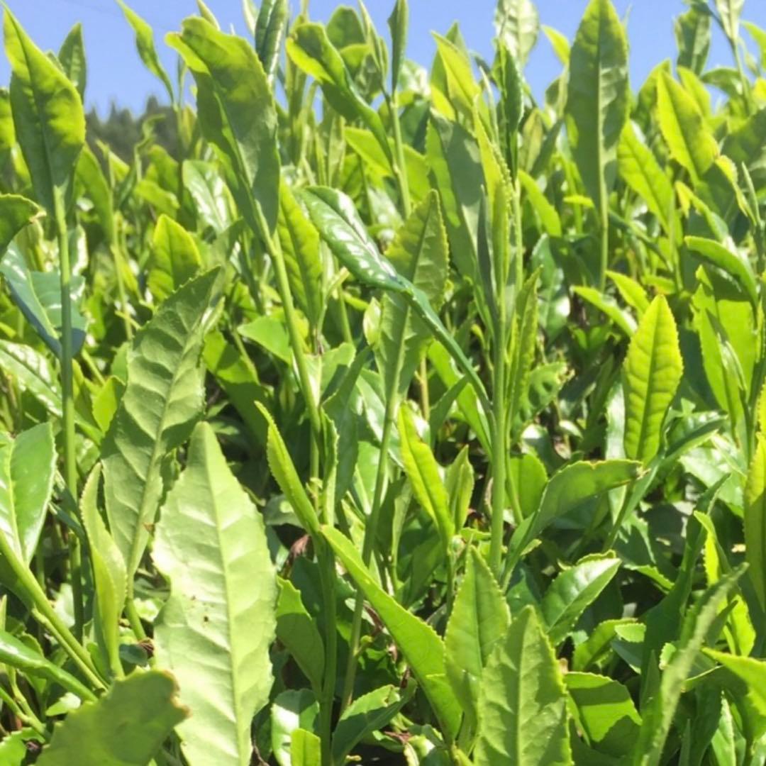 八女茶，緑茶(特上煎茶)1000円6袋 いくちゃん様専用です。 - メルカリ