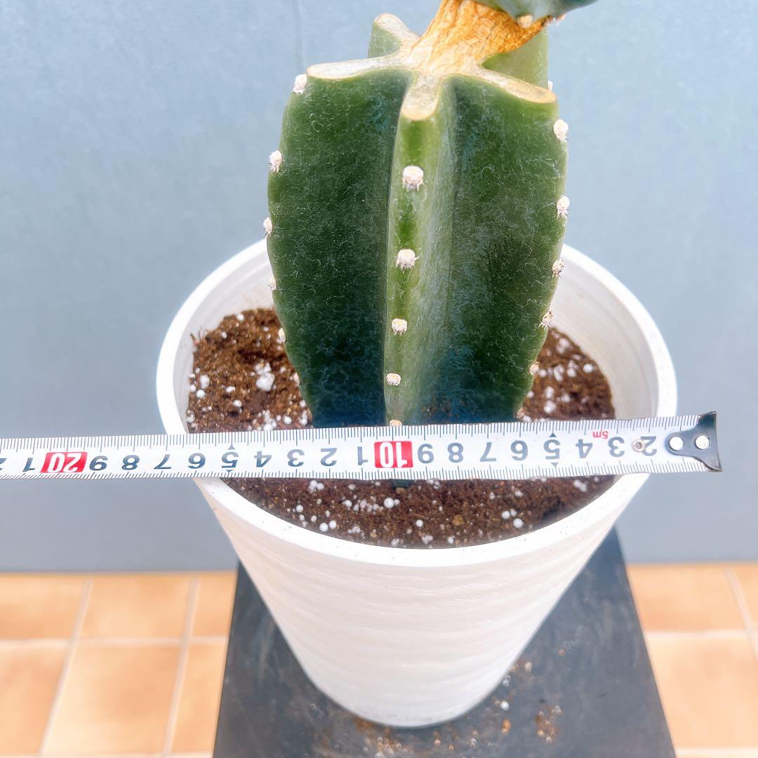 現品 サボテン 柱サボテン ブランチ 鬼面角 31番 ドライガーデン 多肉