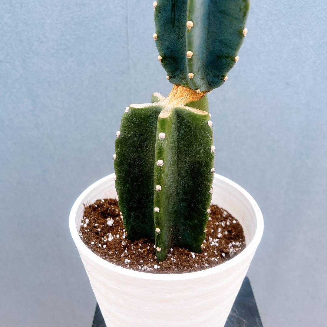 現品 サボテン 柱サボテン ブランチ 鬼面角 31番 ドライガーデン 多肉