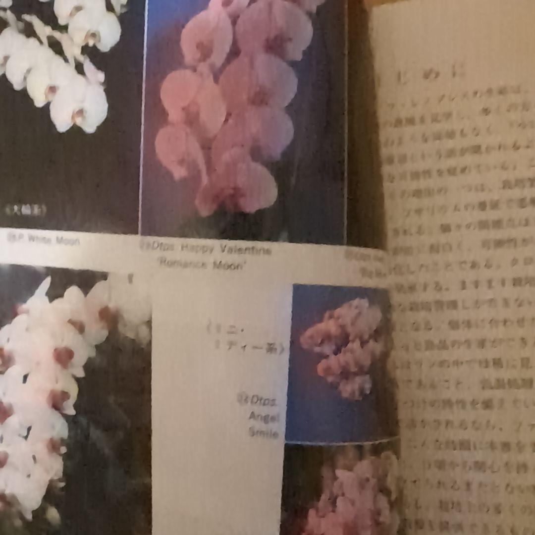 レア】ファレノプシス （花専科・育種と栽培） 市橋正一／編著