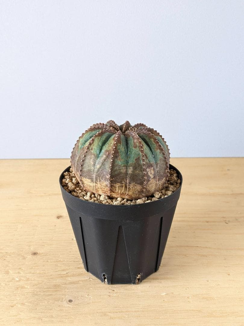 ユーフォルビア オベサ 木質化 大株 - メルカリ