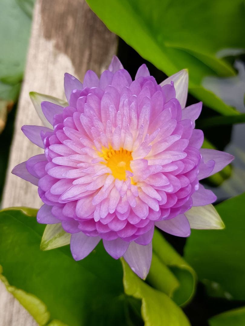 実生熱帯睡蓮 バルブ苗 写真は後ほど追加 - メルカリ