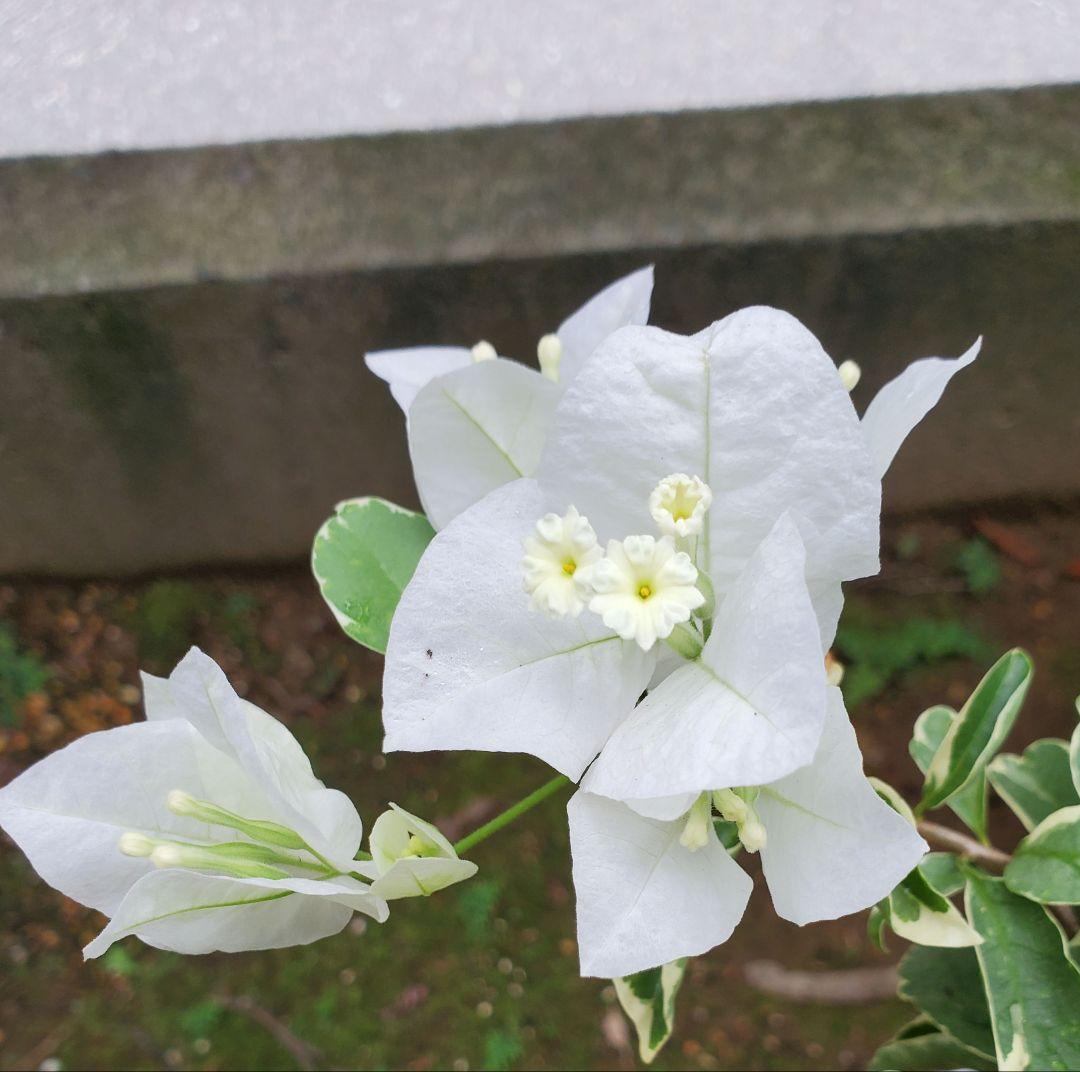 ブーゲンビリア 斑入り白 - メルカリ