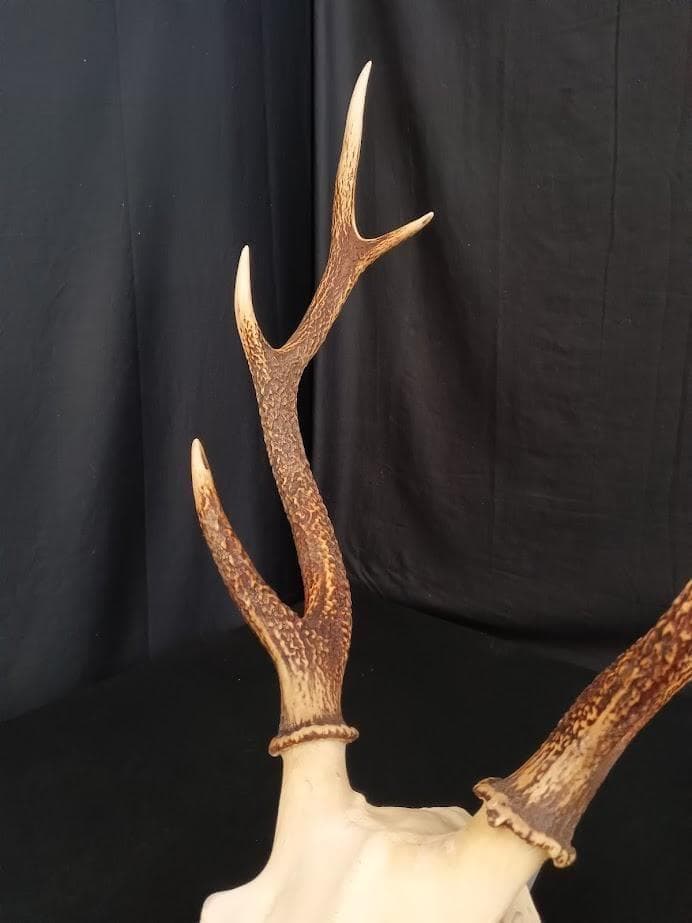 大型 角付頭骨標本】種名ニホンジカ オス 60Kg - メルカリ