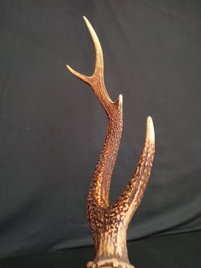 大型 角付頭骨標本】種名ニホンジカ オス 60Kg - メルカリ