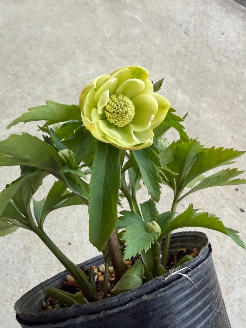 010 クリスマスローズ 開花株 dd小輪ライムグリーン - メルカリ