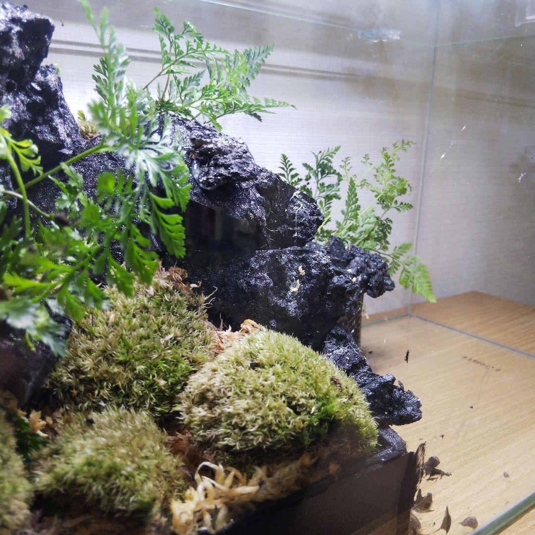 受注生産】滝の流れるアクアテラリウム イモリウム 苔 水槽 苔
